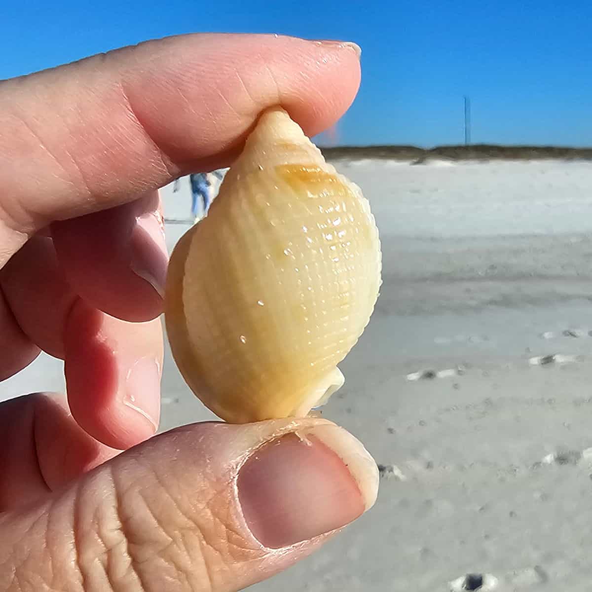 hand holding a white scotch bonnet shell over the sand