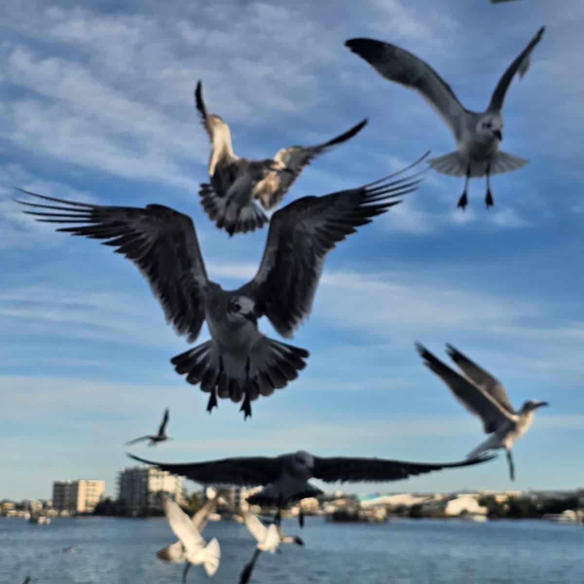 seagulls flying towards the camera