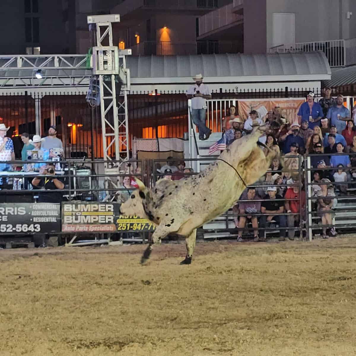 white bull with spots kicking its back legs up in the air, people in bleachers behind the rodeo circle