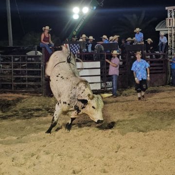 white bull with dark spots kicking its legs up with people standing behind it on the chutes