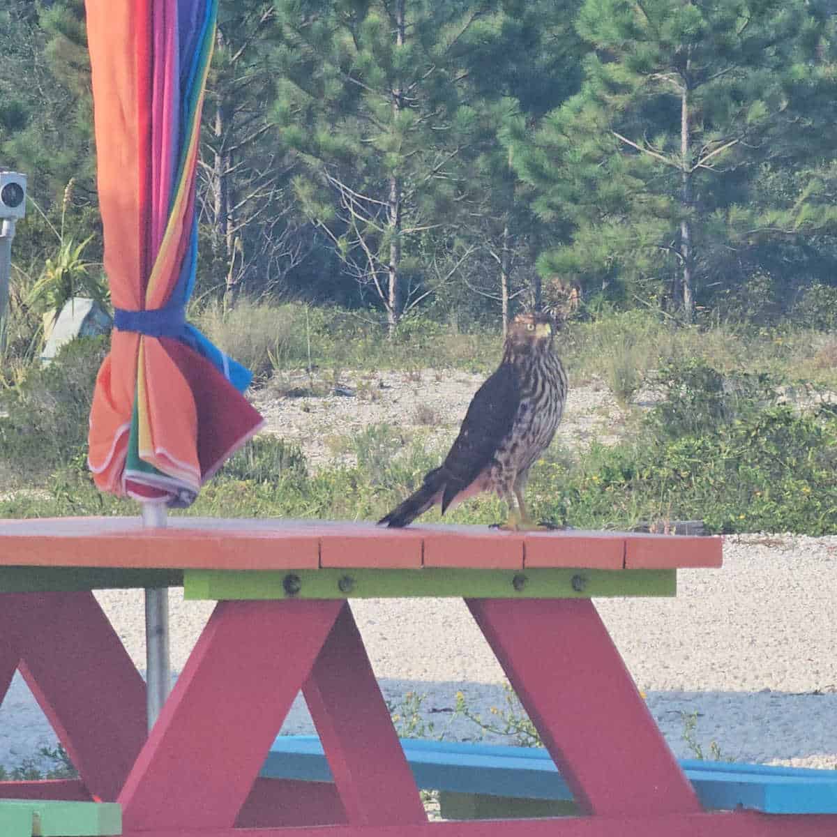 hawk sitting on a picnic table
