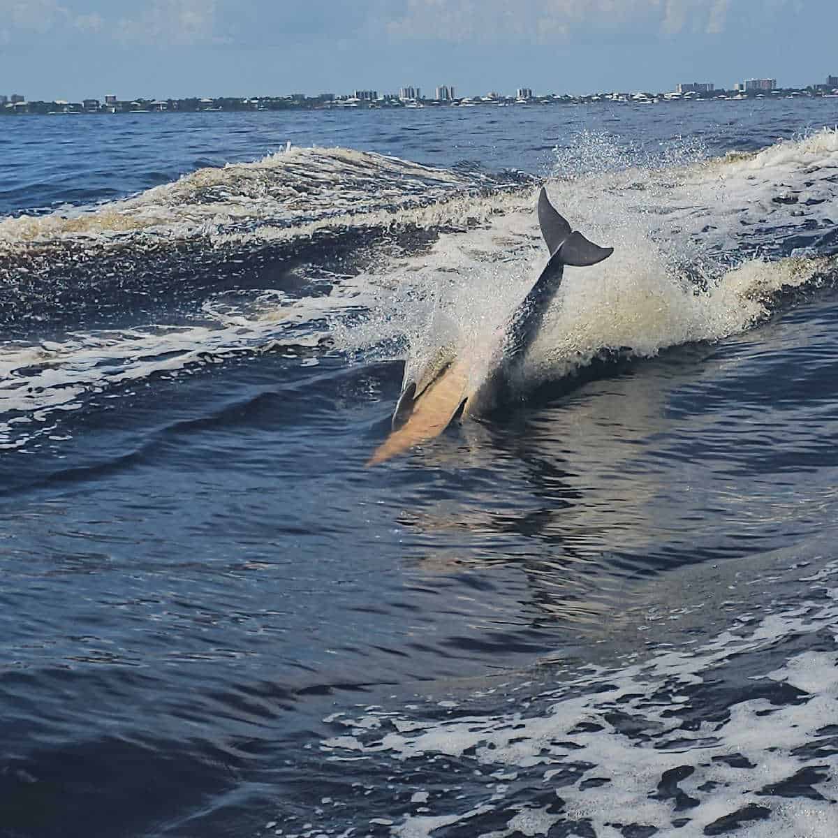 dolphin tale straight up as it lands in the water