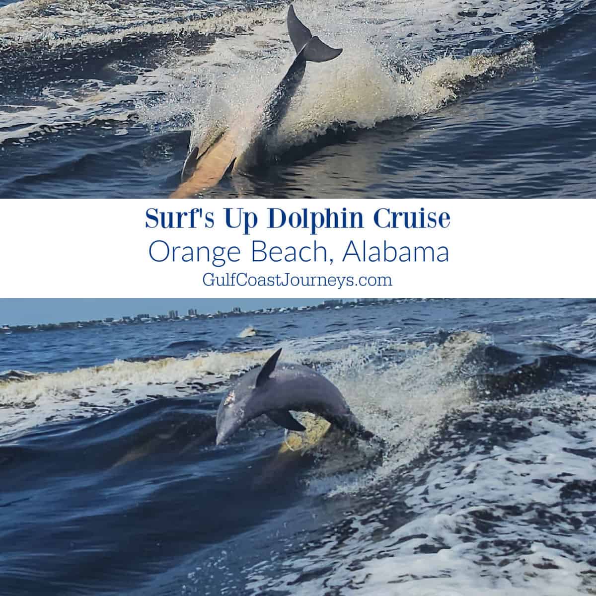 two photos of dolphins leaping with Surf's Up Dolphin Cruise Orange Beach Alabama text in between them