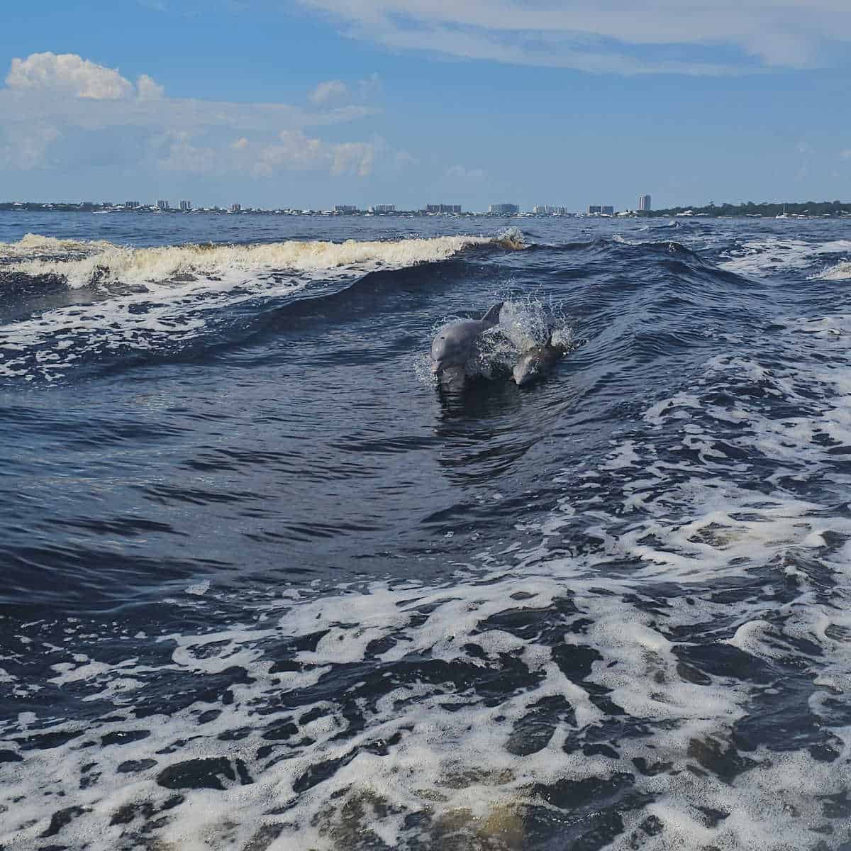dolphin and baby dolphin jumping out of the water