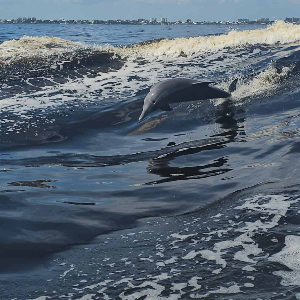 Dolphin jumping out of the water