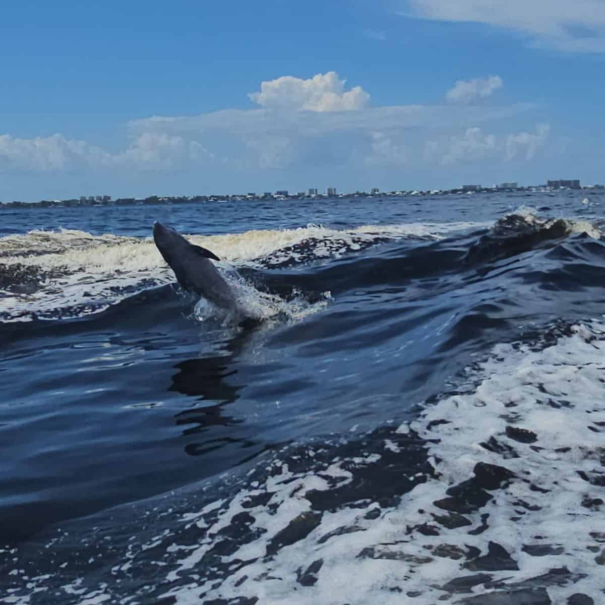 Dolphin jumping out of the water